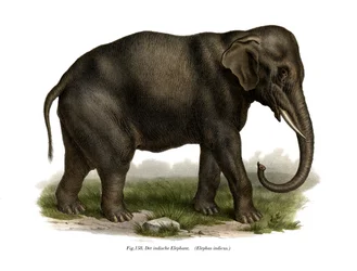 Indian Elephant